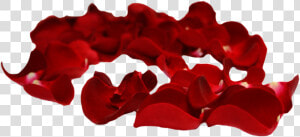 Flower Petals Png   Rose Petals Transparent Background  Png Download