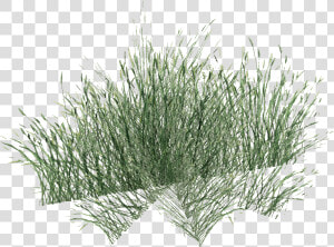 Long Grass Png Pic   Long Grass Png  Transparent Png