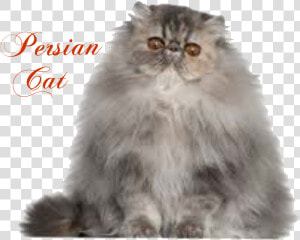 Transparent Persian Cat Png   Persian Himalayan Cat  Png Download