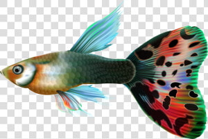 Male Guppy Png Clip   Guppies With Transparent Background  Png Download