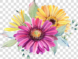 Chrysanthemum Flowers Png Image File   Watercolor Painting  Transparent Png