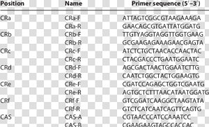 Primer Sequence Of Il 6  HD Png Download