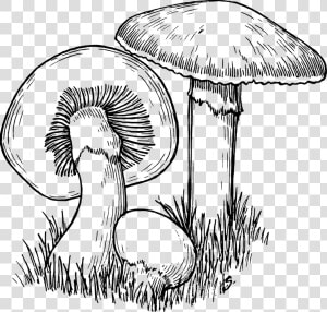 Fungi Black And White  HD Png Download