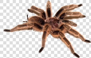 Spider Png Image   Transparent Tarantula  Png Download