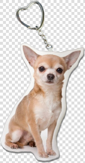 Chihuahua Key Chain Chihuahua Collectibles  HD Png Download