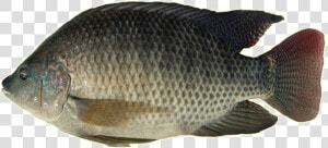 Thumb Image   Tilapia Fish In Philippines  HD Png Download