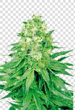 White Banner Feminized Seeds   White Widow Feminized Seeds  HD Png Download