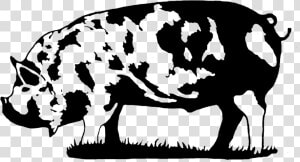 Competitive Advantage Business Solutions  Llc   Kune Kune Pig Black And White  HD Png Download