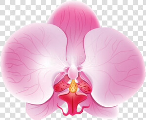 Free Png Download Orchid Pink Png Images Background   Розовая Орхидея Пнг  Transparent Png