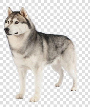 Dog mammal siberian Malamute dog Breed carnivore sled  HD Png Download