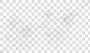 Honeysuckle  HD Png Download