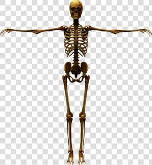 Human Skeleton Human Body   3d Skeleton Png  Transparent Png