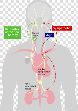 Carotid Baroreceptor  HD Png Download