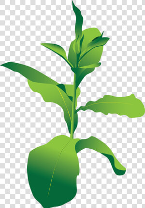 Tobacco Plant Png   Plant Molecular Farming  Transparent Png