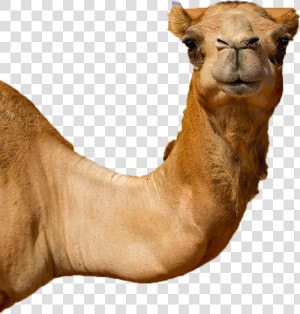 Untitled 1   Camel  HD Png Download