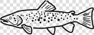 Producto Ficha Pez Trucha Frio Antartic   Trout  HD Png Download