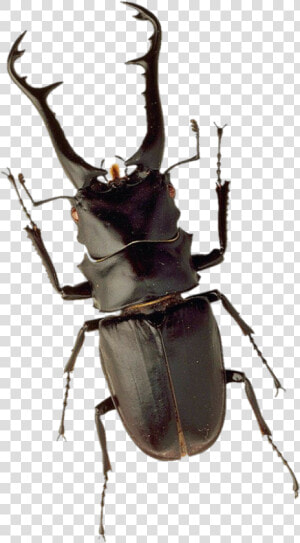 Stag Beetle Png  Transparent Png