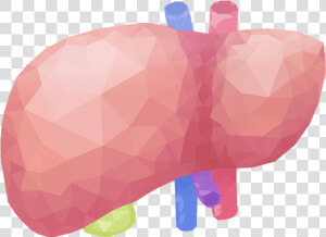 Liver   Illustration  HD Png Download