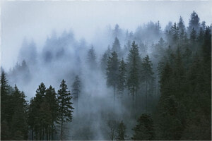  ftestickers  forest  background   Foggy Mountain Pine Trees  HD Png Download