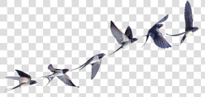 Flight Flock Of Birds Swallow Bird Barn Clipart   Swallow In Flight Tattoo  HD Png Download