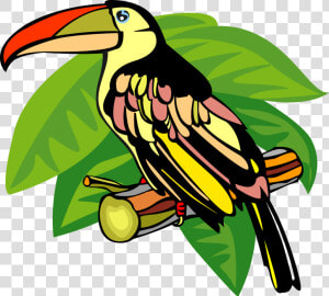 Vector Illustration Of Toucan Bird With Large Beak   Toucan  HD Png Download