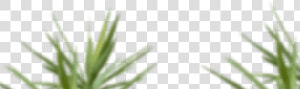 Skip To Content   Sweet Grass  HD Png Download