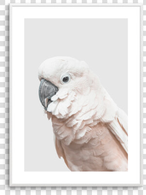 Cockatoo  HD Png Download