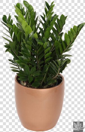 Planta Zz Zamioculcas Zamiifolia  HD Png Download