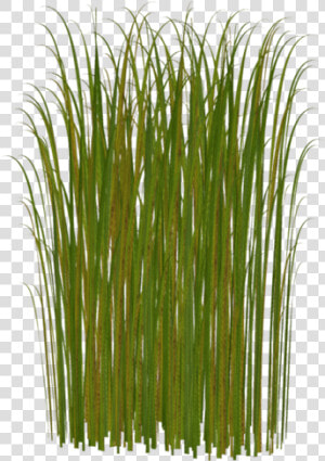 Зеленые Листья Камыша  Болотная Трава  Камыш  Green   Grass Clipart  HD Png Download