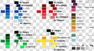 Relaciones Cromáticas De Colores Propuestos   Colores Que Combinen Con Negro Y Blanco  HD Png Download