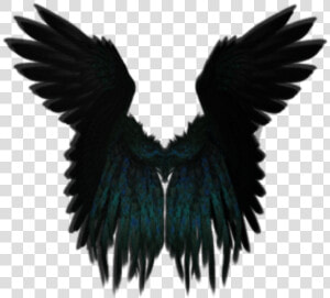  darkangel  angelwings  angels  angel  wings  feathers   Black Angel Wing Png  Transparent Png