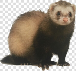  ferret  weasel  rodent  mouse  surreal  freetoedit   Ferret Transparent Background  HD Png Download