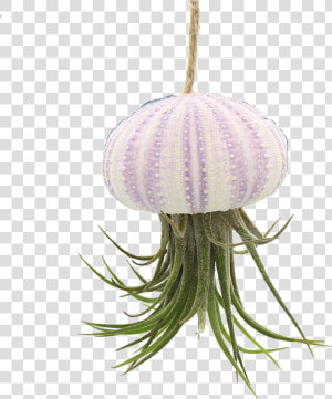 Transparent Sea Urchin Png   Hanging Sea Urchin Air Plant  Png Download