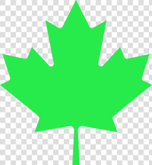 Libertarian Maple Leaf   Transparent Canadian Maple Leaf Vector  HD Png Download