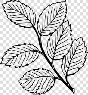 Free Vector Leaves Clip Art   Leaves Clipart Black And White  HD Png Download