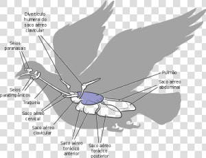 Sistema Respiratório Das Aves   Air Sacs Of Pigeon  HD Png Download