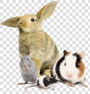  pets2     Rabbit   Rabbit Guinea Pig Mouse  HD Png Download