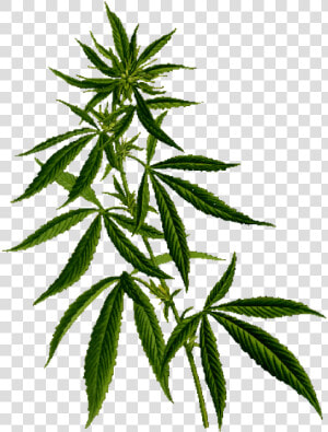 Plant Flipped   Cannabis Eorld  HD Png Download