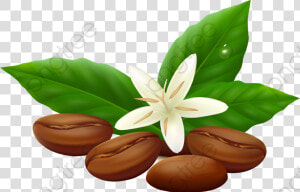 Beans Vector Png   Coffee Bean Leaf Vector  Transparent Png