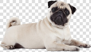 P Home Page Pug Position 1 Big  HD Png Download