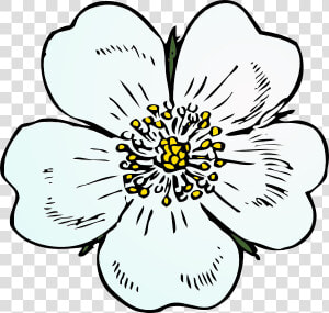 How To Set Use White Rose Icon Png   Apple Blossom Flower Drawings  Transparent Png