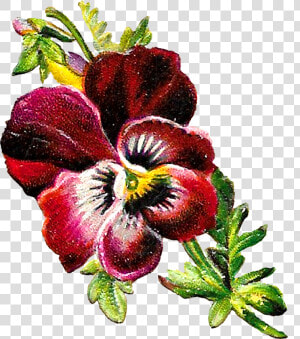 Pansy Botanical Illustration  HD Png Download