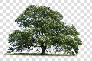 Transparent Ash Png   Ash Tree Transparent Background  Png Download