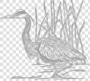 Herons Sketch Png  Transparent Png