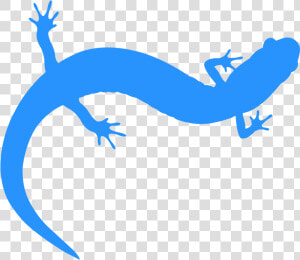 Salamander Png  Transparent Png