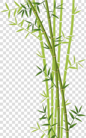 Transparent Bamboo Background Clipart   Bamboo With White Background  HD Png Download