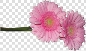 Barberton Daisy  HD Png Download