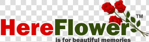 Here Flower   Floribunda  HD Png Download