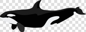 Orca Png Clip Art   Killer Whale Orca Png  Transparent Png