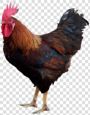 Hen Clipart Free Range Chicken   Cock Png  Transparent Png